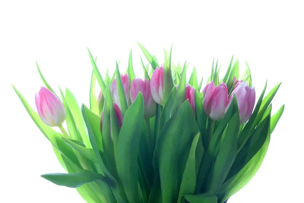 Colorful Dutch tulips in closeup over white background — Stock Photo, Image
