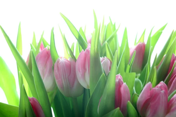 Colorful Dutch tulips in closeup over white background — Stock Photo, Image