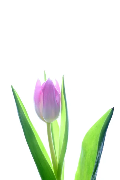 Fresh tulips isolated on white background — Stock Photo, Image