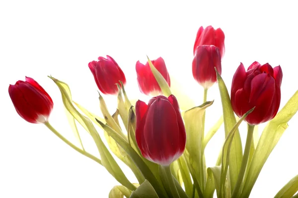 Red tulip on white backgroud — Stock Photo, Image