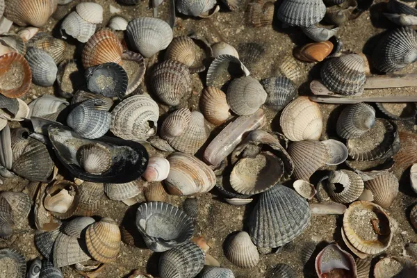 Beach - kabukları ile kum