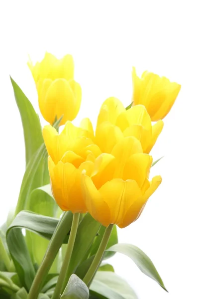 Fresh yellow tulips — Stock Photo, Image