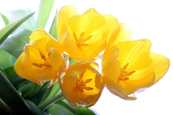 Ferske, gule tulipaner – stockfoto