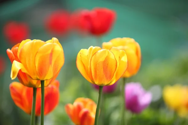 Tulips in a flowerbed — Stock Photo, Image