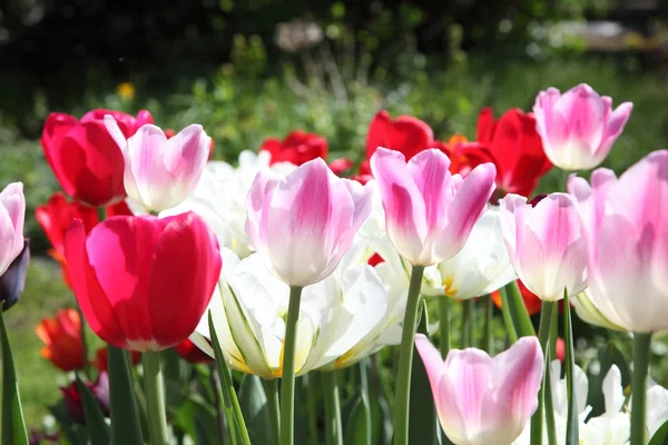 Tulips in a flowerbed — Stock Photo, Image