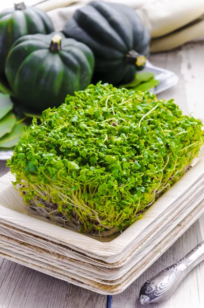 Broccoli sprouts in the bamboo plate, pumpkin on a background — Stock Photo, Image