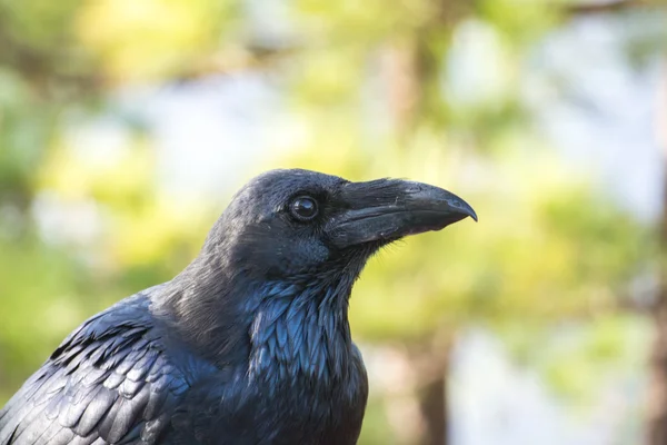 Crow — Stock Photo, Image