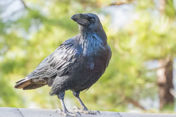 Krähe — Stockfoto