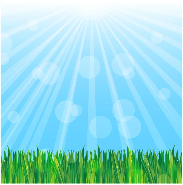 Zelené trávy na pozadí modré oblohy — Stockový vektor