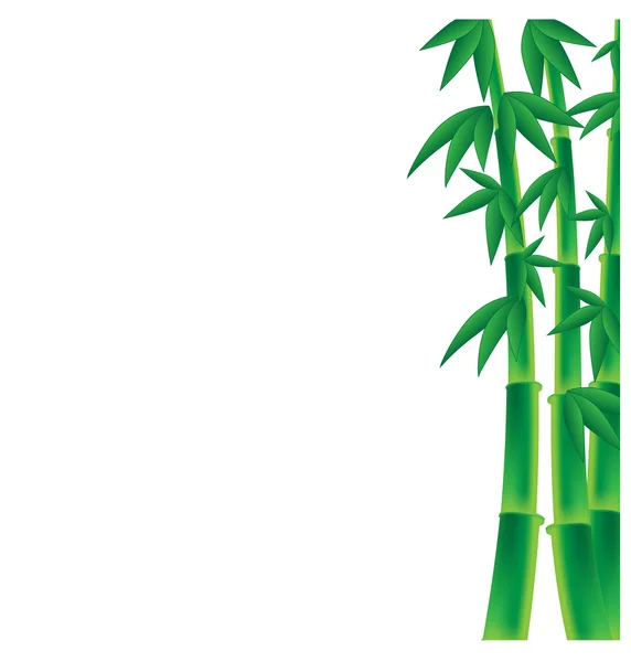 Stjälkar av bambu på vit bakgrund — Stock vektor
