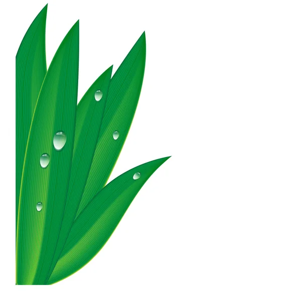 Hierba verde con gotas de rocío sobre un fondo blanco — Vector de stock