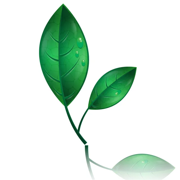 绿色的树叶与水滴上白色 background.vector — 图库矢量图片