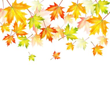 Sonbaharda akçaağaç yaprakları üzerinde beyaz background.autumn background.vect