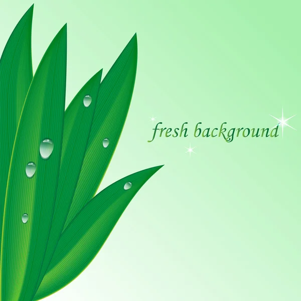 Yeşil yaprak çiy ile damla üzerinde bir ışık yeşil background.herbal bac — Stok Vektör
