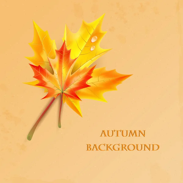 Autumn background.autumn maple leaves with drops of rain on a gr — Stock Vector