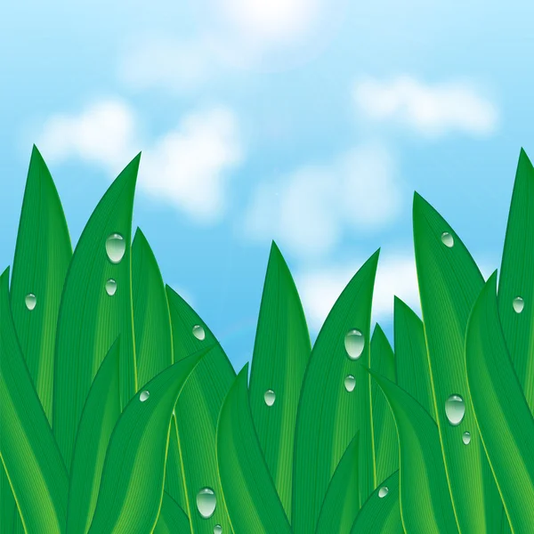 Rumput hijau dengan tetesan embun di latar belakang langit biru dan awan - Stok Vektor