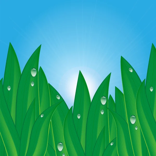 Grama verde com gotas de orvalho em um fundo de céu azul .natural —  Vetores de Stock
