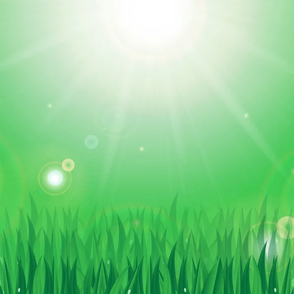 Matahari dan rumput hijau dengan embun tetes di latar belakang hijau - Stok Vektor