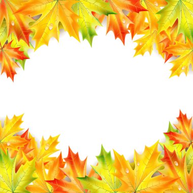 Autumn maple leaves on a white background clipart