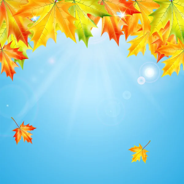 Otoño hojas de arce en el fondo cielo azul — Vector de stock