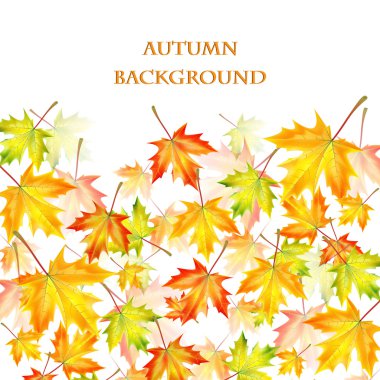 Akçaağaç yapraklı sonbahar arkaplanı