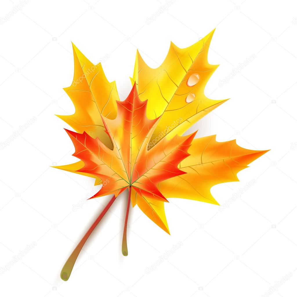 Autumn maple leaves isolated on white background 