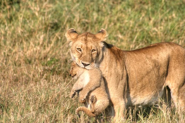 Löwe mit Welpe — Stockfoto