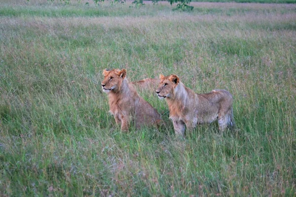 Filhotes de leão — Fotografia de Stock