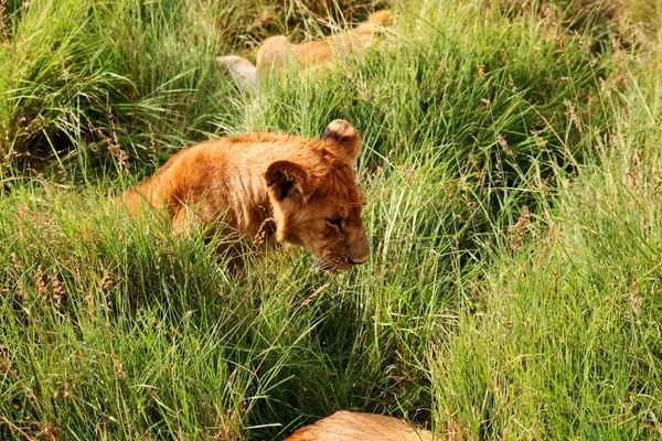 Pequeño león — Foto de Stock