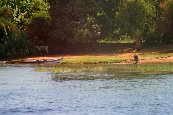 Nil Nehri — Stok fotoğraf