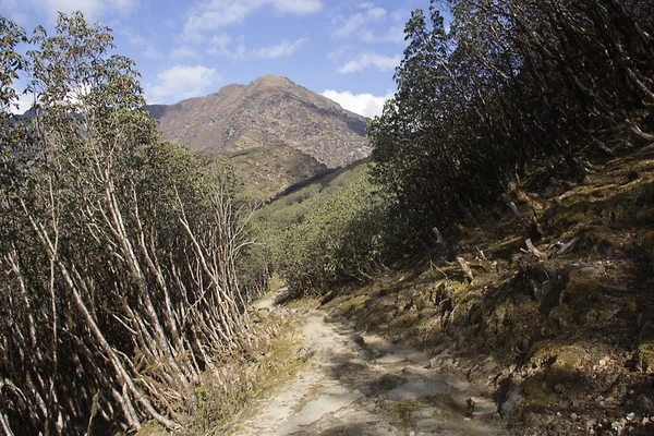 Yol — Stok fotoğraf