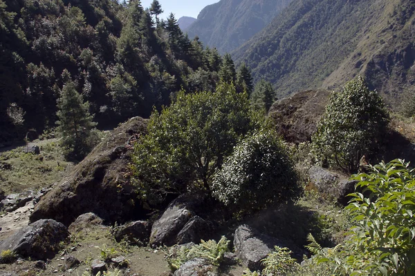 El valle — Foto de Stock