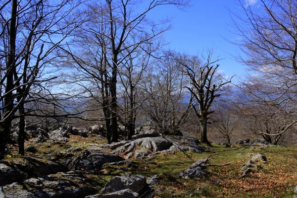 El bosque — Foto de Stock