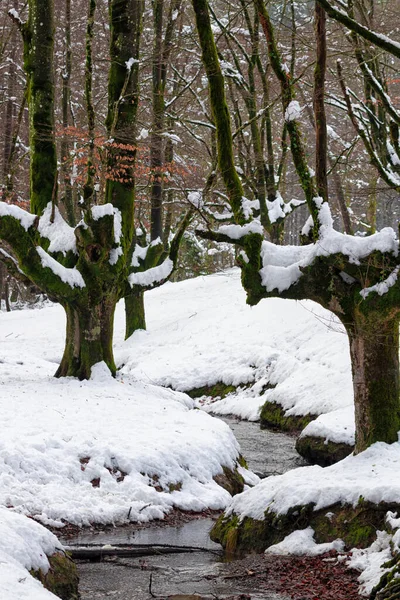 Hêtraie Enneigée Avec Ruisseau Qui Traverse — Photo