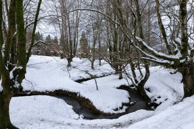 Karlı kış mevsiminde Bask bölgesinde otzarreta kayın ormanı