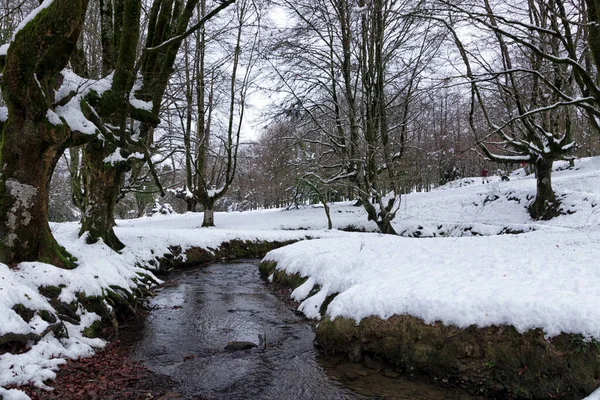 Hêtraie Enneigée Avec Ruisseau Qui Traverse — Photo