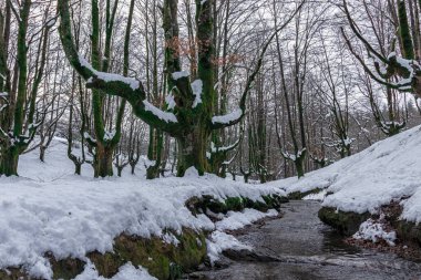 Akıntılı karlı kayın ormanı