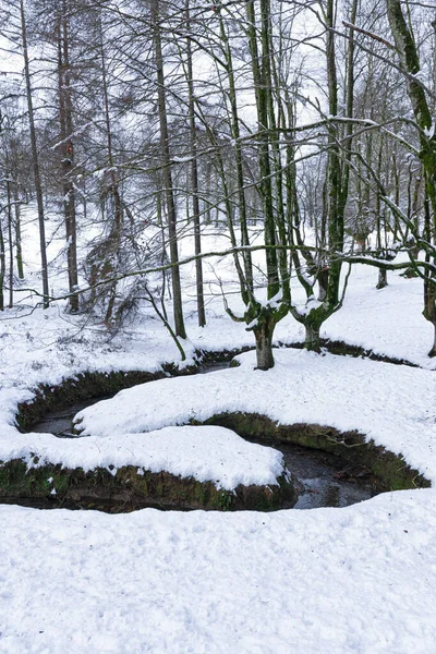 Otzarreta Hêtraie Pays Basque Hiver Enneigé — Photo