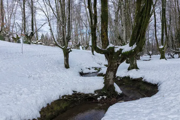 Hêtraie Enneigée Avec Ruisseau Qui Traverse — Photo