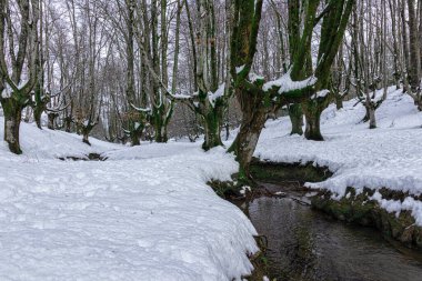 Akıntılı karlı kayın ormanı