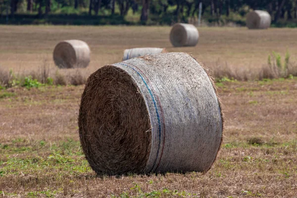 夏天的一天 稻草捆在加泰罗尼亚科斯塔布拉瓦的田里 — 图库照片