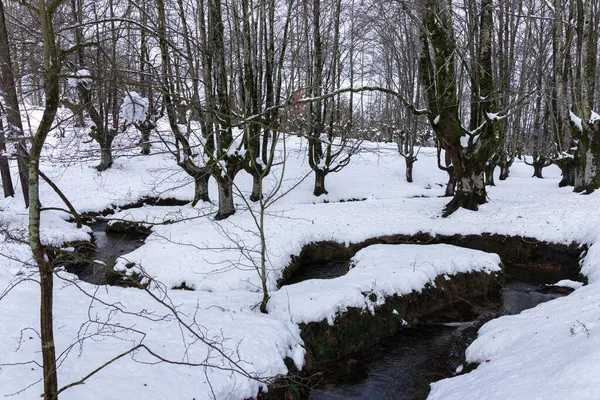Оцарета Буковий Ліс Баскській Країні Сніжну Зиму — стокове фото