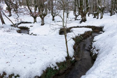 Karlı kış mevsiminde Bask bölgesinde otzarreta kayın ormanı