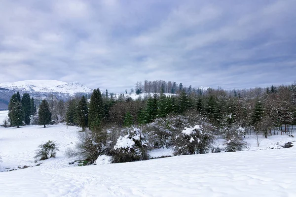 Forêt Enneigée Sur Mont Gorbea Dans Nord Espagne — Photo