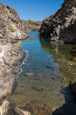 Yazın Costa Brava 'da Cape de Creus sahilinde denizanası salgını.