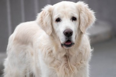 Sokakta duran beyaz golden retriever köpeği