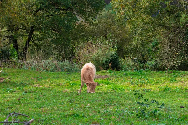 Ternero Marrón Comiendo Prado Verde Con Bosque Detrás — Foto de Stock