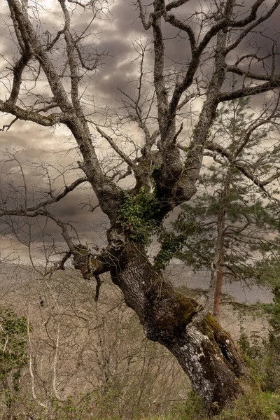 Árvore Velha Solitária Com Céu Nublado Dia Inverno — Fotografia de Stock