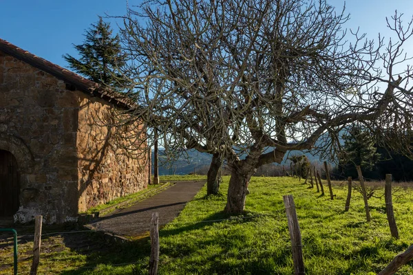 Euskadi 'de inziva yeri. Arrigorriaga kasabasının yanında bir ağaç var.