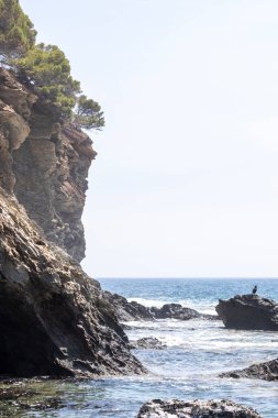 cormorant on a rock on the costa brava